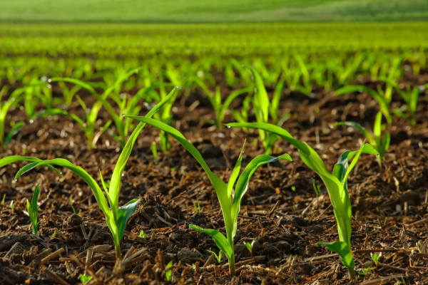 Soil Fertility Improvement: The Definitive Guide to Diverse Crops