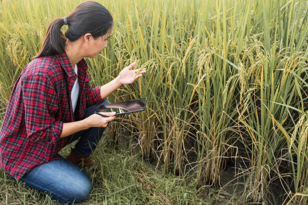 Economic Benefits of Crop Rotations: A Farmer's Guide