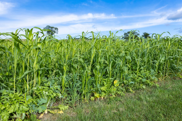 High-Yield Cover Crops: A Complete Guide to Diversity